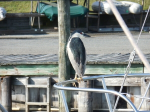 Bird on neighboring boat
