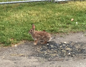 Eastport bunny Seen on Denise's run 