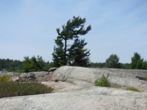 Rocks & pine tree near Burnt Island anchorage