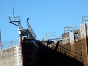 Bird at Wilkins Lock