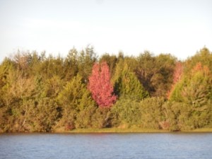 Foliage in route to Columbus