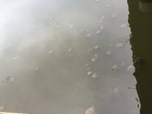 Turtles in the water