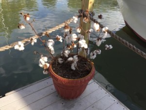 Cotton bush at Clifton Marina
