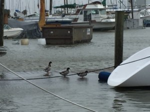 Ducks on the dock - Dog River