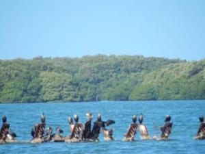 Birds on Wreck - Boca Ciega Aquatic Preserve