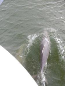 Dolphins in bow of boat