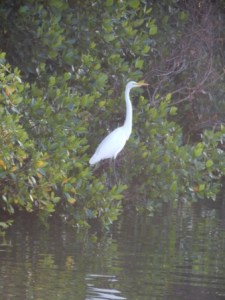 Nature at the anchorage