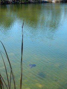 Turtle in Blue Hole - BPK