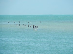 Birds hanging out in FL Bay