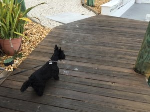 Dori the iguana attacker