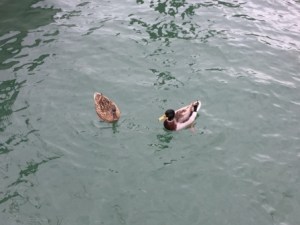 Ducks at MYC