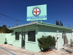 Sea Turtle Hospital