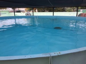 Turtle Hospital Pool