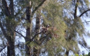 Osprey Nest on Serenity Island