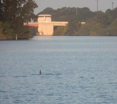 Dolphins always there to see us off
