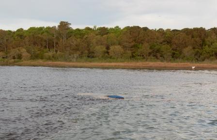 Flotsam in water near Carolina Beach Inlet