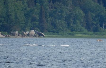 Belugas in Baie Sainte-Marguerite