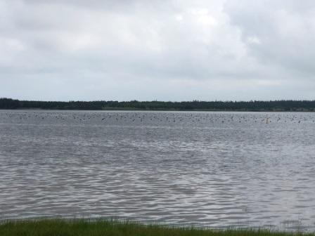 Mussel Farm on St. Peters Bay, PEI