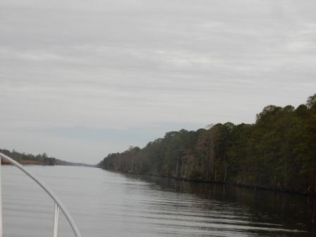 Alligator Pango Canal